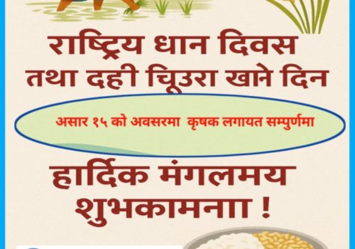 आज राष्ट्रिय धान दिवस ,असार १५ दही चिउरा खाने दिन