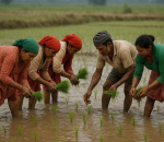 देशभर ७२ प्रतिशतमा मात्रै धान रोपाइँ सम्पन्न