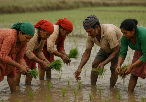 देशभर ७२ प्रतिशतमा मात्रै धान रोपाइँ सम्पन्न
