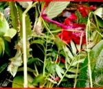 आज साउने सङ्क्रान्ति, लुतो फाल्ने दिन ,देशभर हर्षोल्लासका साथ मनाइँदै