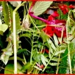 आज साउने सङ्क्रान्ति, लुतो फाल्ने दिन ,देशभर हर्षोल्लासका साथ मनाइँदै