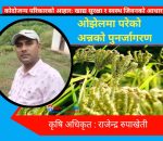 प्रथम राष्ट्रिय कोदो दिवस : ओझेलमा परेको अन्नको पुनर्जागरण