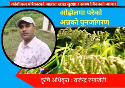 प्रथम राष्ट्रिय कोदो दिवस : ओझेलमा परेको अन्नको पुनर्जागरण