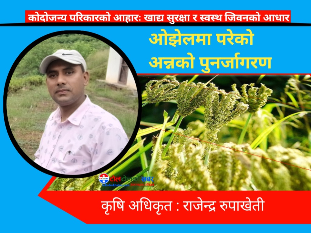 प्रथम राष्ट्रिय कोदो दिवस : ओझेलमा परेको अन्नको पुनर्जागरण