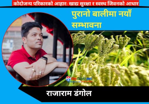 कोदो दिवस : पुरानो बालीमा नयाँ सम्भावना