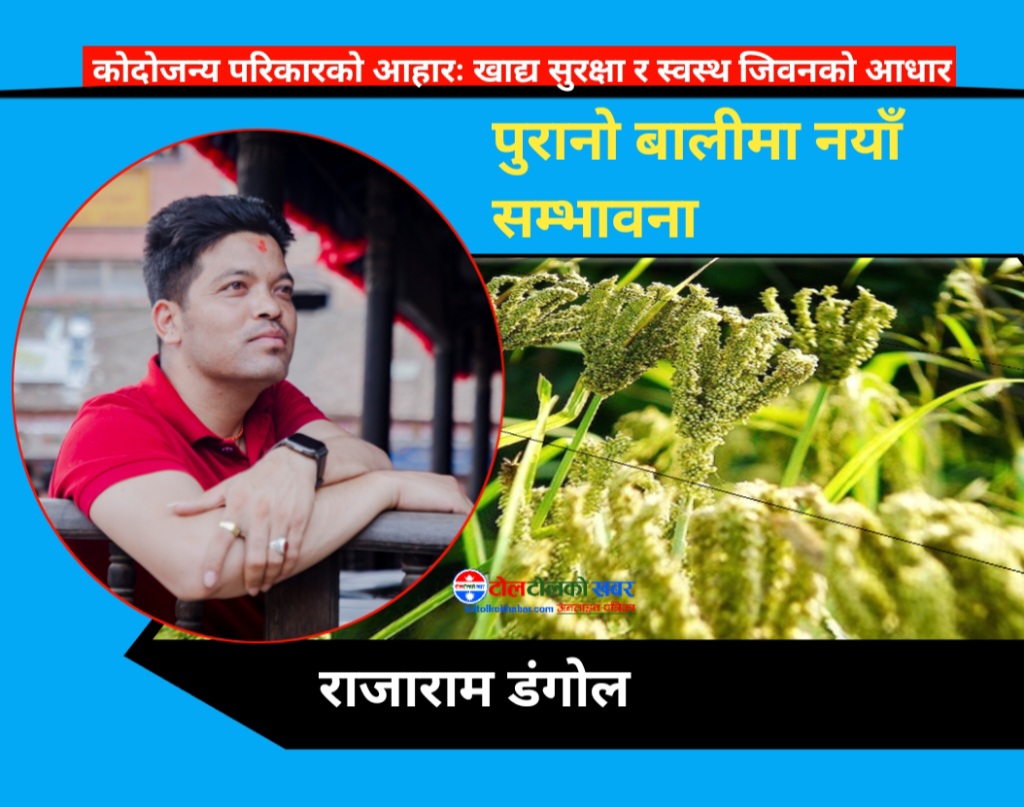 कोदो दिवस : पुरानो बालीमा नयाँ सम्भावना