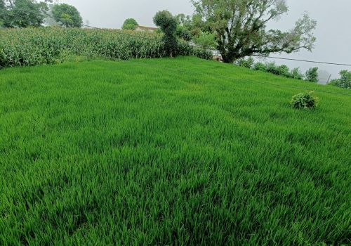 थाक्रे ९ र १० का कृषक बारीमै धानखेती गर्दै
