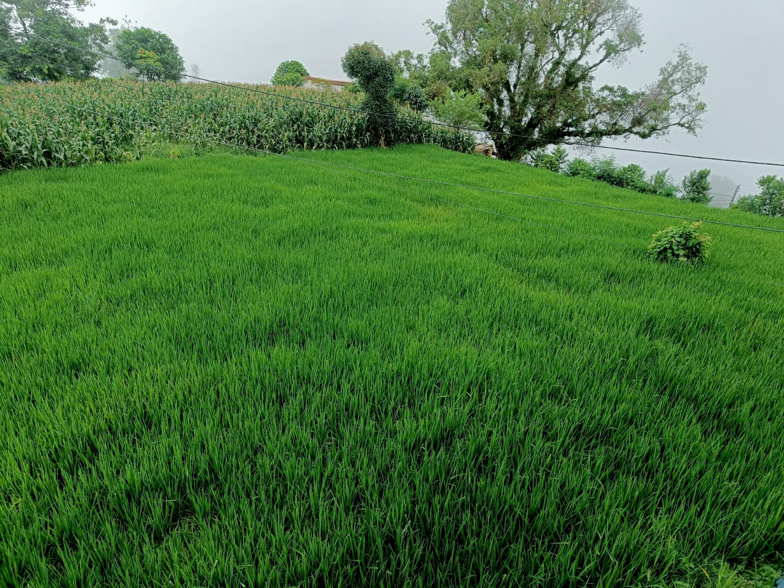 थाक्रे ९ र १० का कृषक बारीमै धानखेती गर्दै