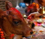 तिहारअन्तर्गत आज गाईंगोरु र गोबर्द्धन पूजा