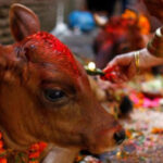 तिहारअन्तर्गत आज गाईंगोरु र गोबर्द्धन पूजा
