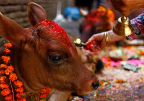 तिहारअन्तर्गत आज गाईंगोरु र गोबर्द्धन पूजा