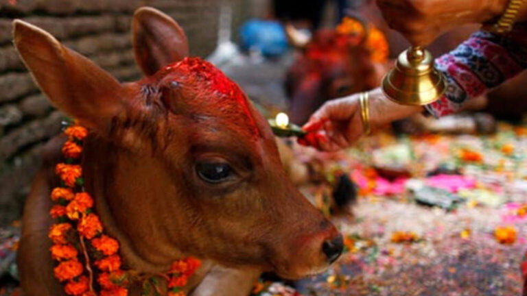 तिहारअन्तर्गत आज गाईंगोरु र गोबर्द्धन पूजा