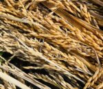 यसवर्ष  वर्षाका कारण धान उत्पादनमा तीन लाख मेट्रिक टनले कमी हुने  प्रक्षेपण