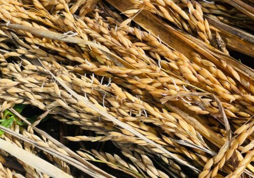 यसवर्ष  वर्षाका कारण धान उत्पादनमा तीन लाख मेट्रिक टनले कमी हुने  प्रक्षेपण