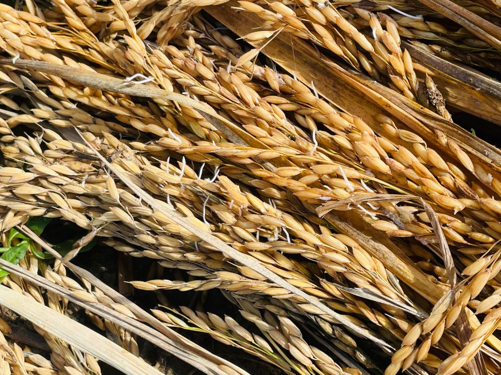 यसवर्ष  वर्षाका कारण धान उत्पादनमा तीन लाख मेट्रिक टनले कमी हुने  प्रक्षेपण