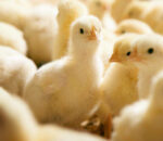 भारतबाट अवैध रूपमा ल्याइएका ५ हजारभन्दा बढी कुखुराका चल्ला बरामद, सबै नष्ट