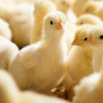 भारतबाट अवैध रूपमा ल्याइएका ५ हजारभन्दा बढी कुखुराका चल्ला बरामद, सबै नष्ट