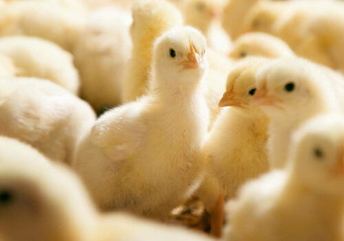 भारतबाट अवैध रूपमा ल्याइएका ५ हजारभन्दा बढी कुखुराका चल्ला बरामद, सबै नष्ट