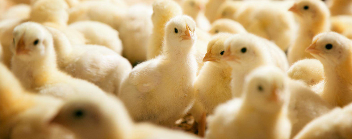 भारतबाट अवैध रूपमा ल्याइएका ५ हजारभन्दा बढी कुखुराका चल्ला बरामद, सबै नष्ट