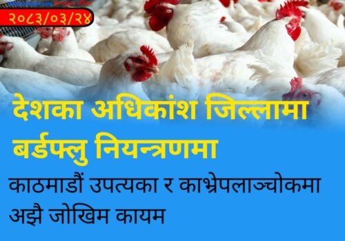 देशका अधिकांश जिल्लामा बर्डफ्लु नियन्त्रणमा, काठमाडौं उपत्यका र काभ्रेपलाञ्चोकमा अझै जोखिम कायम