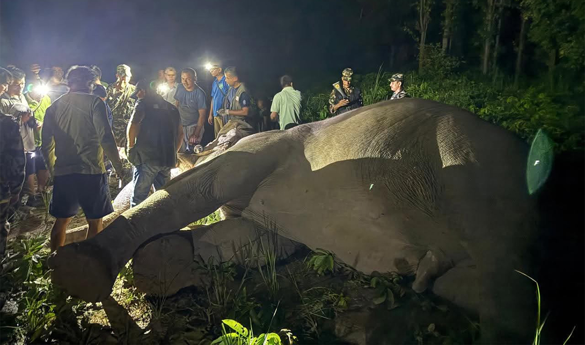 आतङ्क मच्चाउँदै आएको ‘ध्रुवे’ हात्तीलाई डार्ट गरी स्याटेलाइट कलर जडान