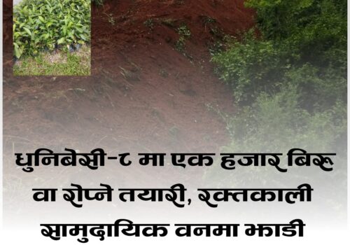 धुनिबेसी–८ मा एक हजार बिरुवा रोप्ने तयारी, रक्तकाली सामुदायिक वनमा झाडी सफाइ सम्पन्न