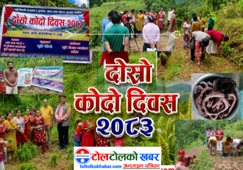 थाक्रे १ मा  दोस्रो राष्ट्रिय कोदो दिवस २०८३ मनाइयो 